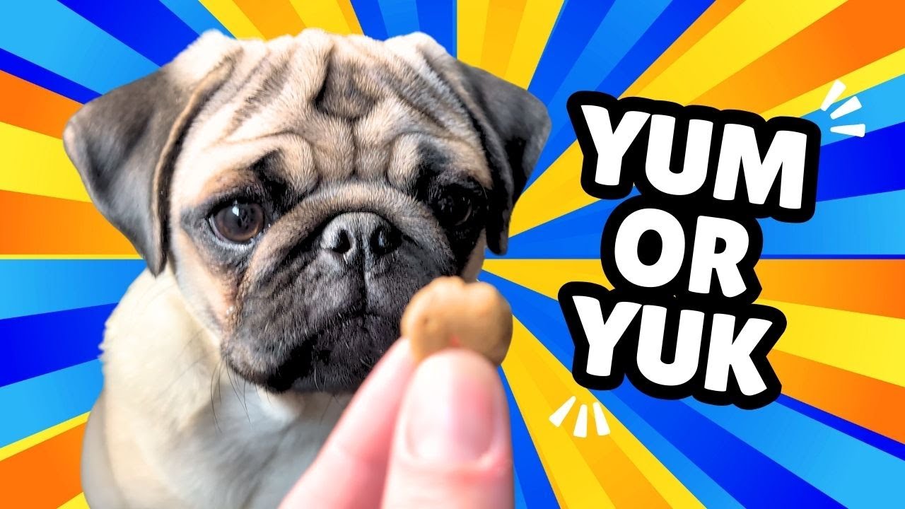 Treat Test - Which Snack Does This Cute Pug Love Most?
