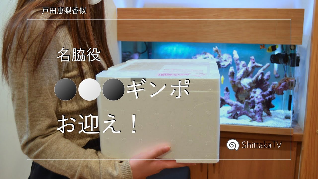 Cuteな●○●ギンポをお迎え！No.091