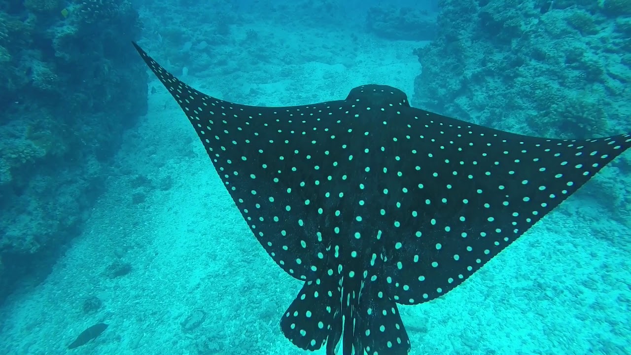 Mataiva D&eacute;cembre 2017