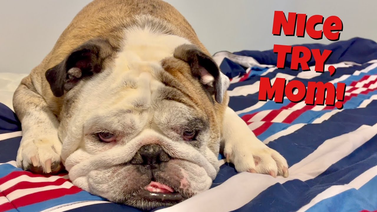 Reuben the Bulldog: Reuben 1, Mom 0