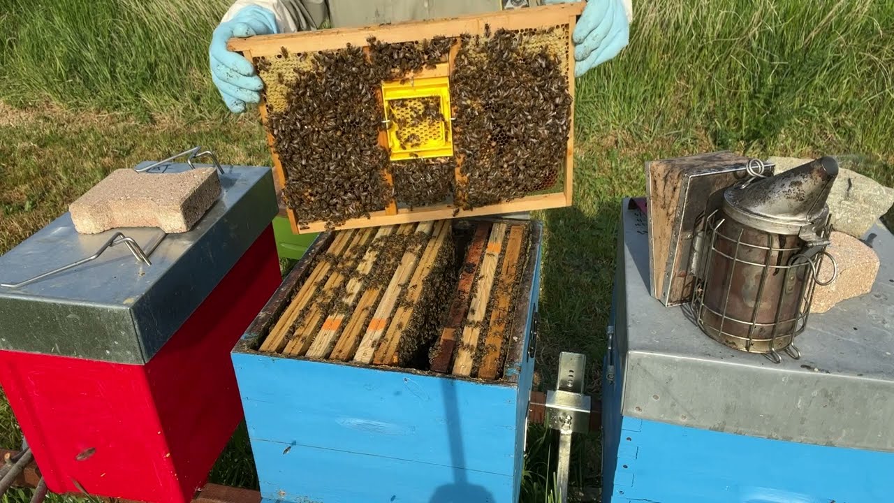 Elevage de reines abeille sur boitier kemp j-5 avant prélèvement des larves