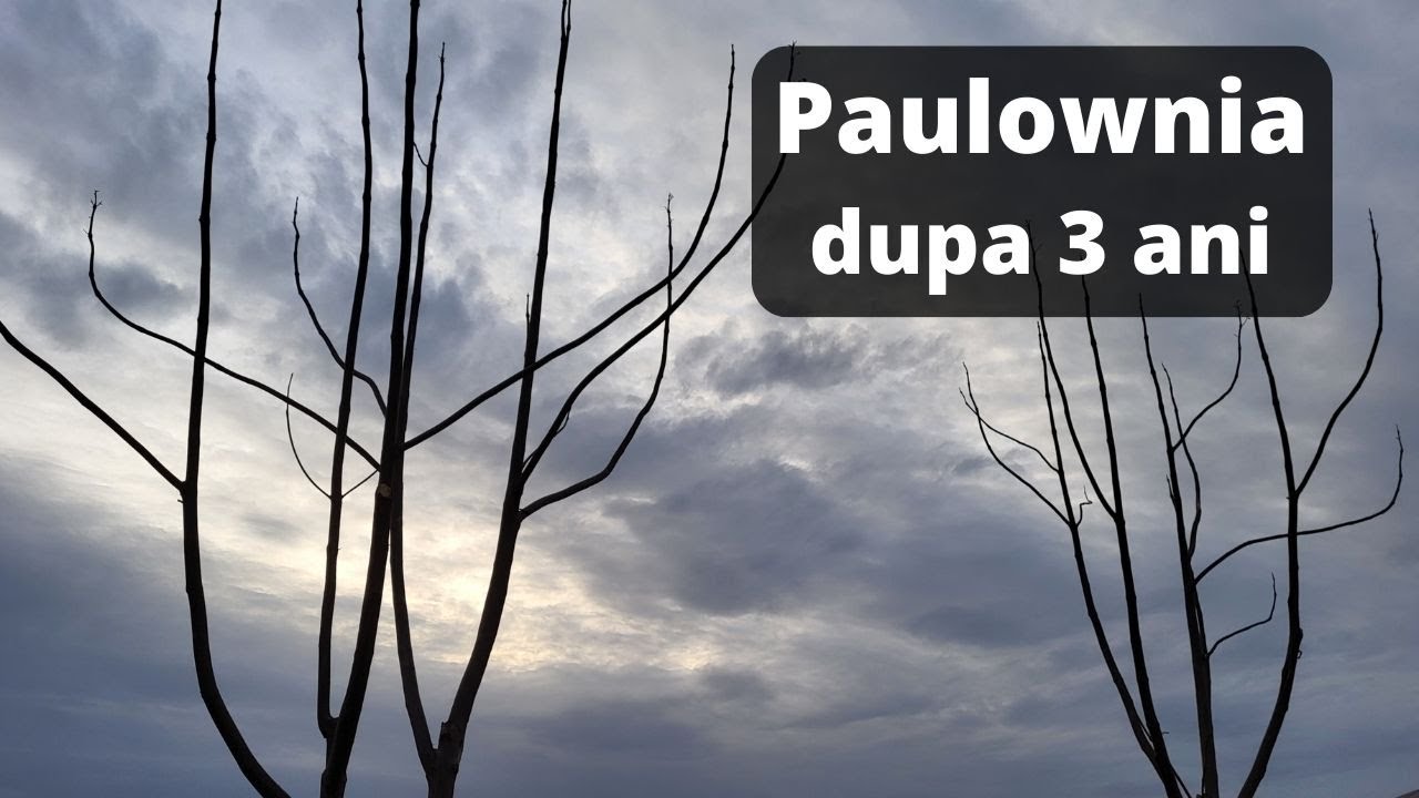 Paulownia, 3 ani de crestere