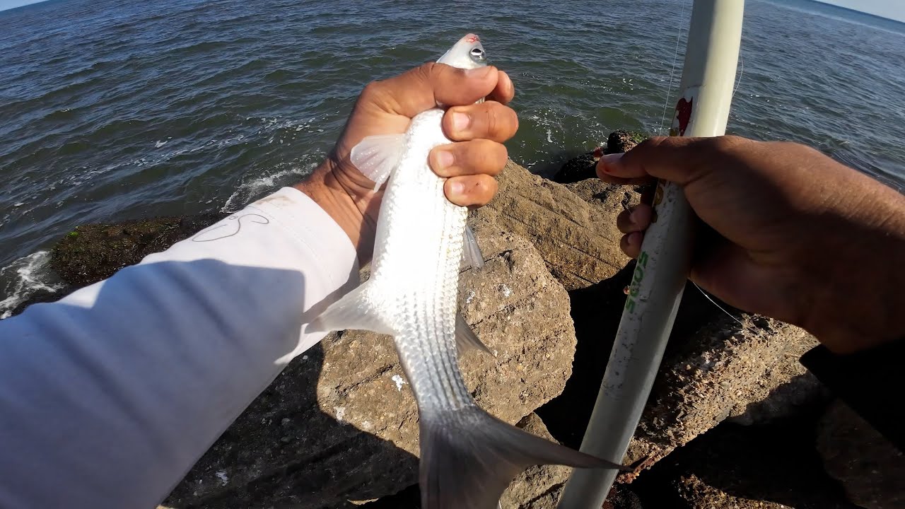 صيد الاسماك يوم 5 نوفمبر من شاطئ بورسعيد