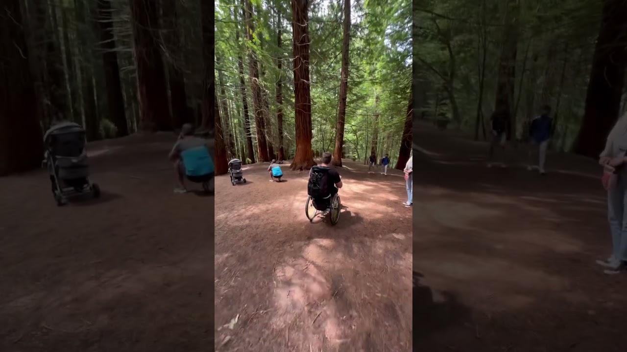 Bosque de sequoias Cantabria en silla de ruedas #silladeruedas #adaptado