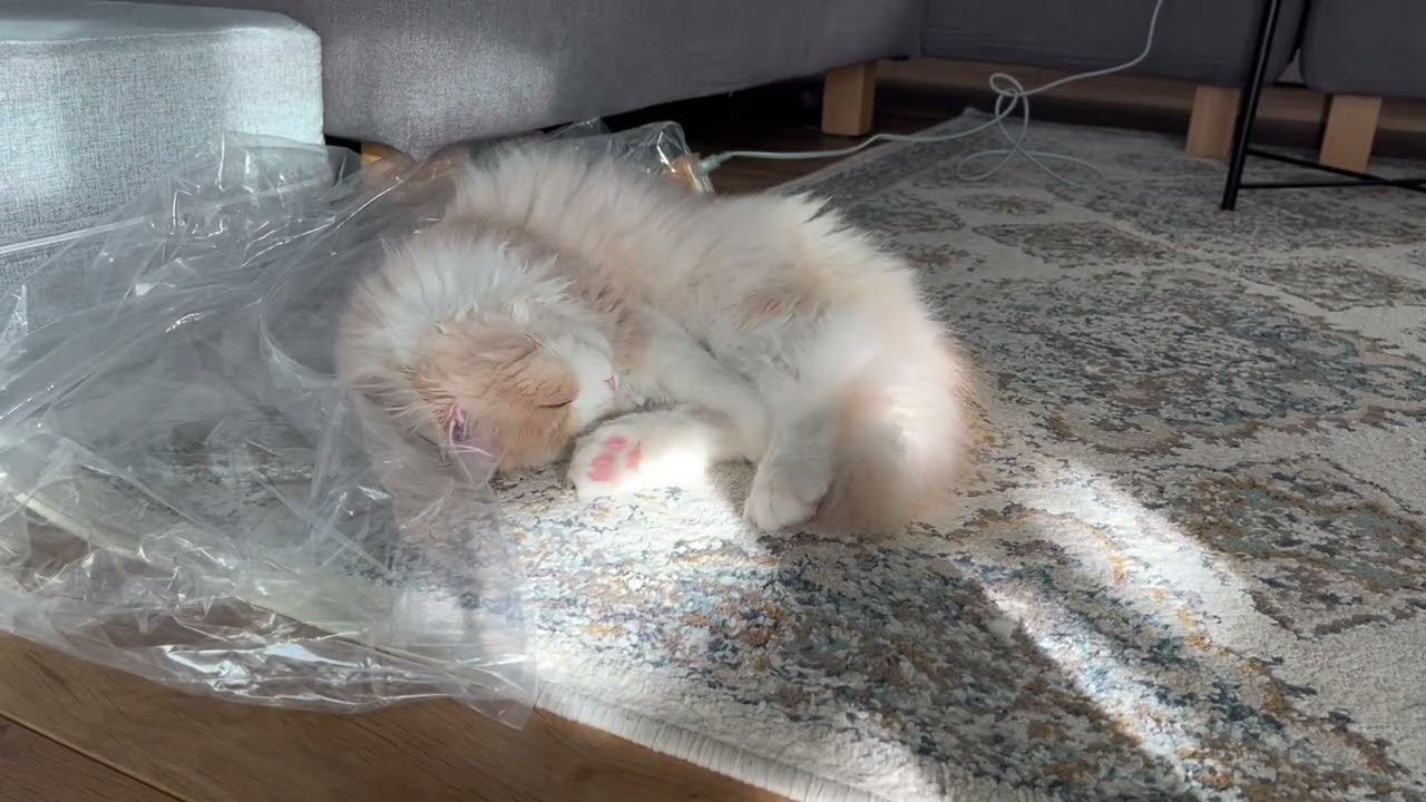 【ラテお】子猫がただお昼寝する動画♪スコティッシュの5ヶ月！30倍速でタイムラプス風♪