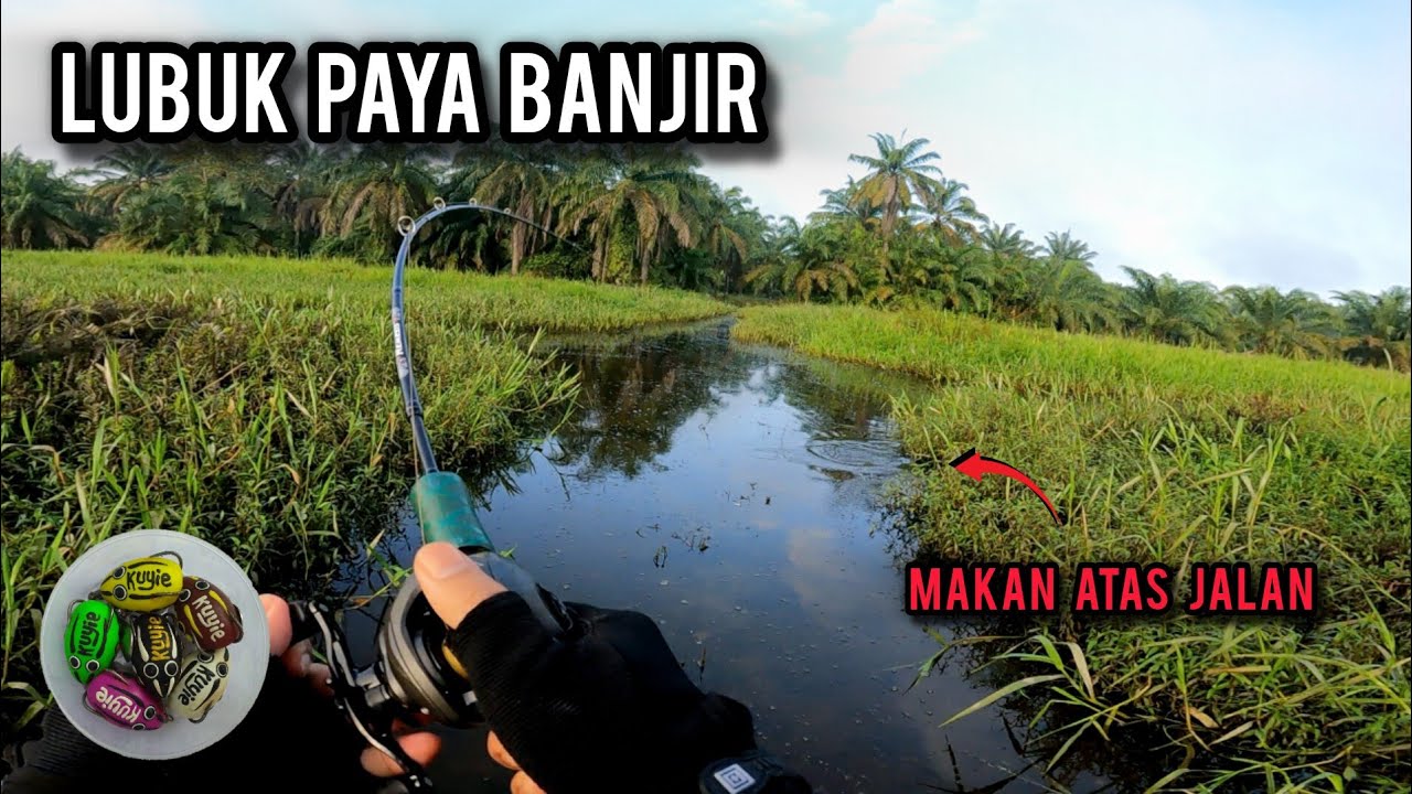CASTING HARUAN | MERANDUK PAYA BANJIR DIPENUHI DENGAN HARUAN | AJIKING TAYCAN | VLOG668