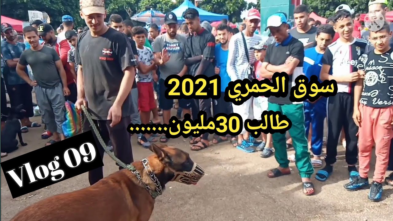 سوق الحمري # وهران للكلاب 2021 شاهد سوق الغرب مع Dounia TV