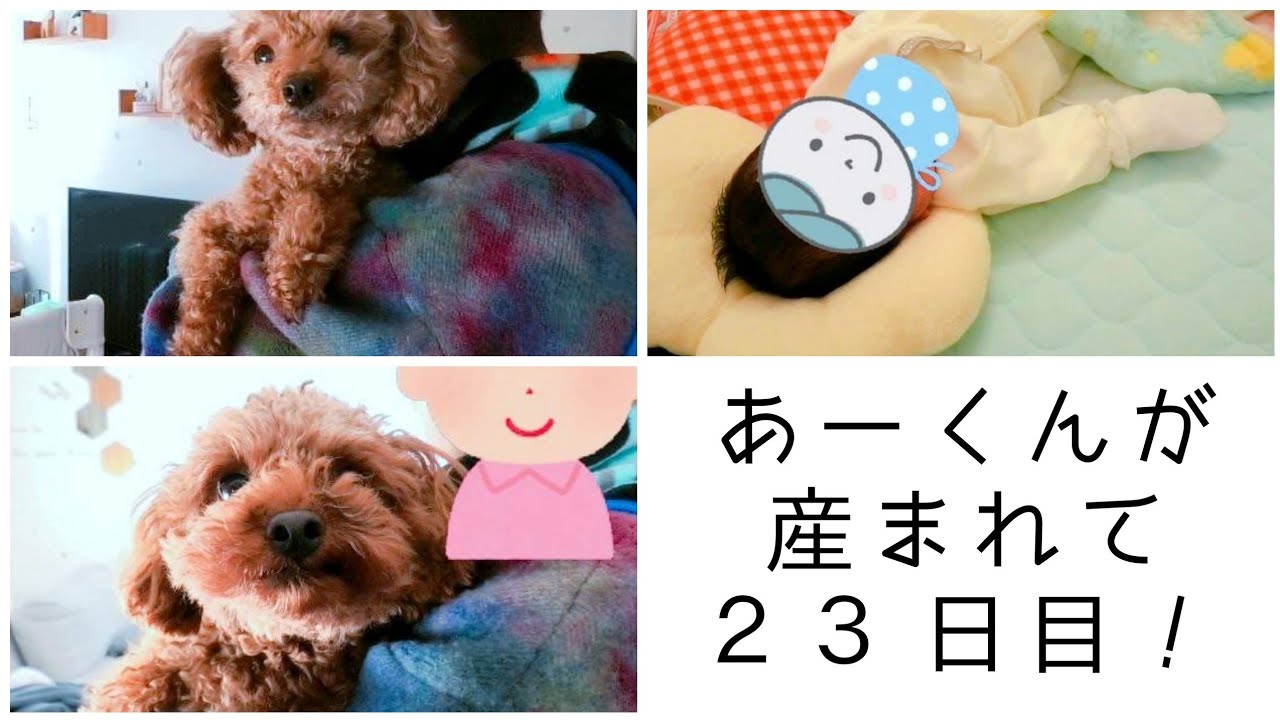 【新生児とわんこ】あーくんが来てからの一日♪　トイプードルのTaruto＆Rasuku