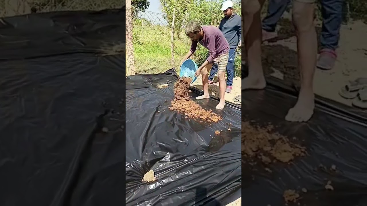 Vermicompost pad taiyar🙂🌟👍🏻 organic✨ Jaivik Khad✨