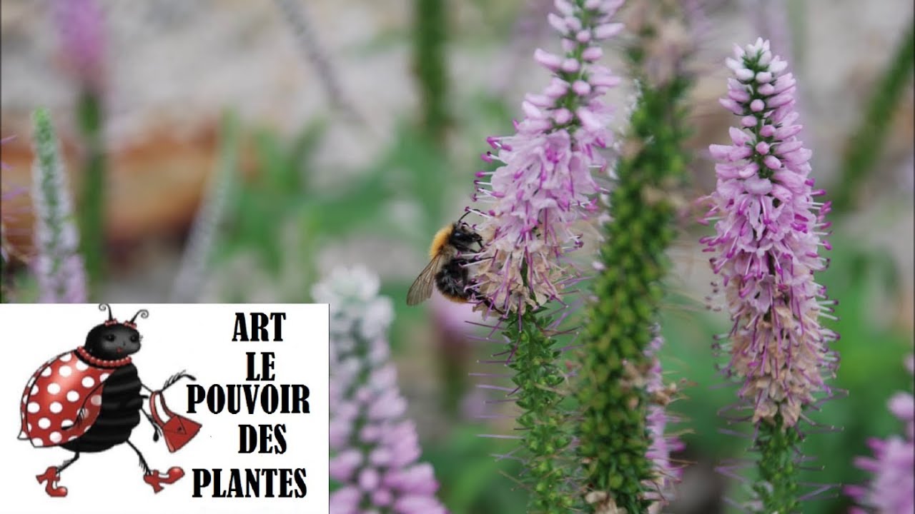 Conseils jardinage: Veronica longifolia: Taille et entretien: Plante vivace