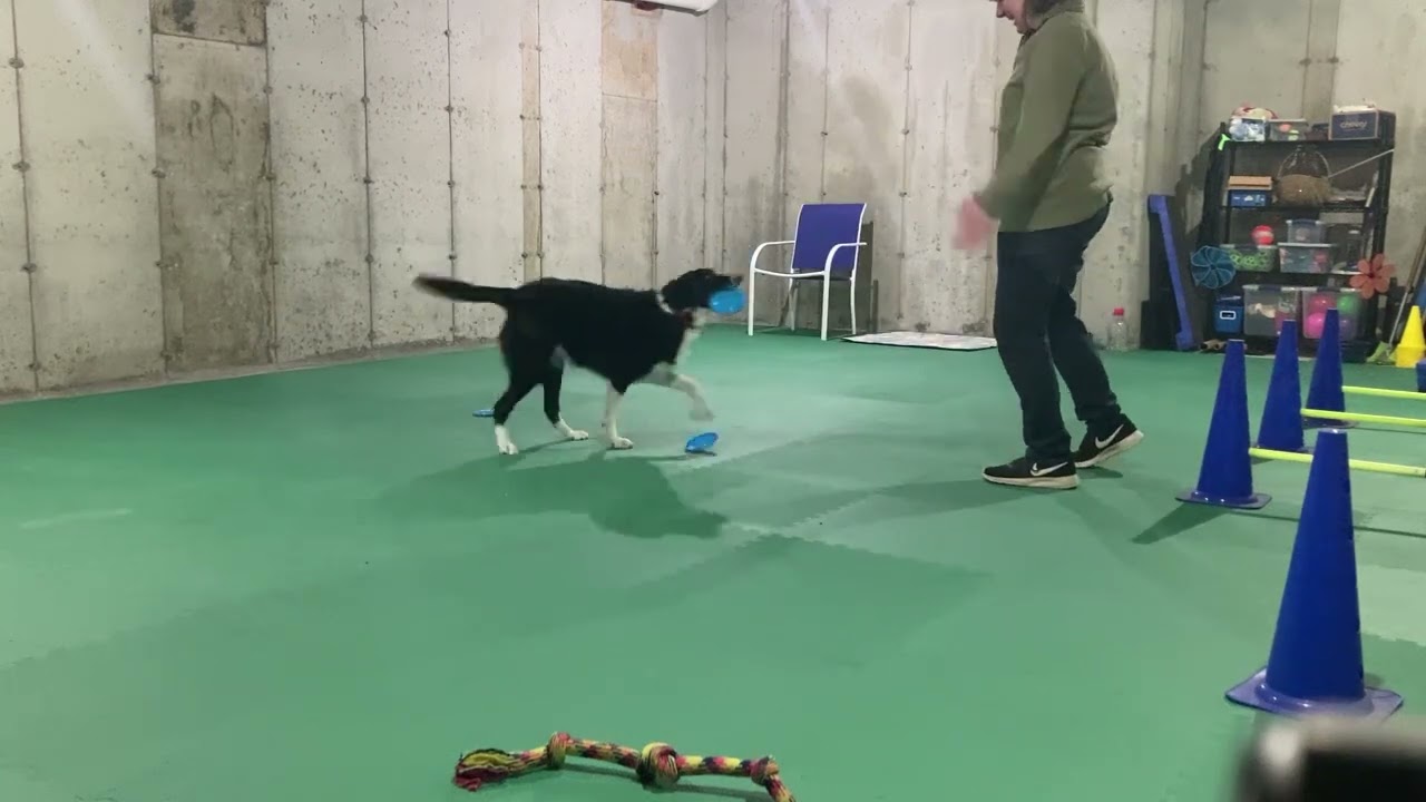 Blue Frisbees