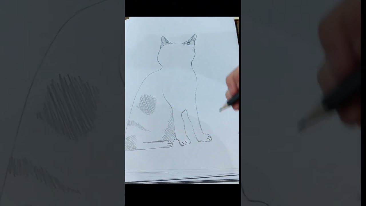 how to draw all cat breeds (part 8: American Shorthair) 🐈✨⭐