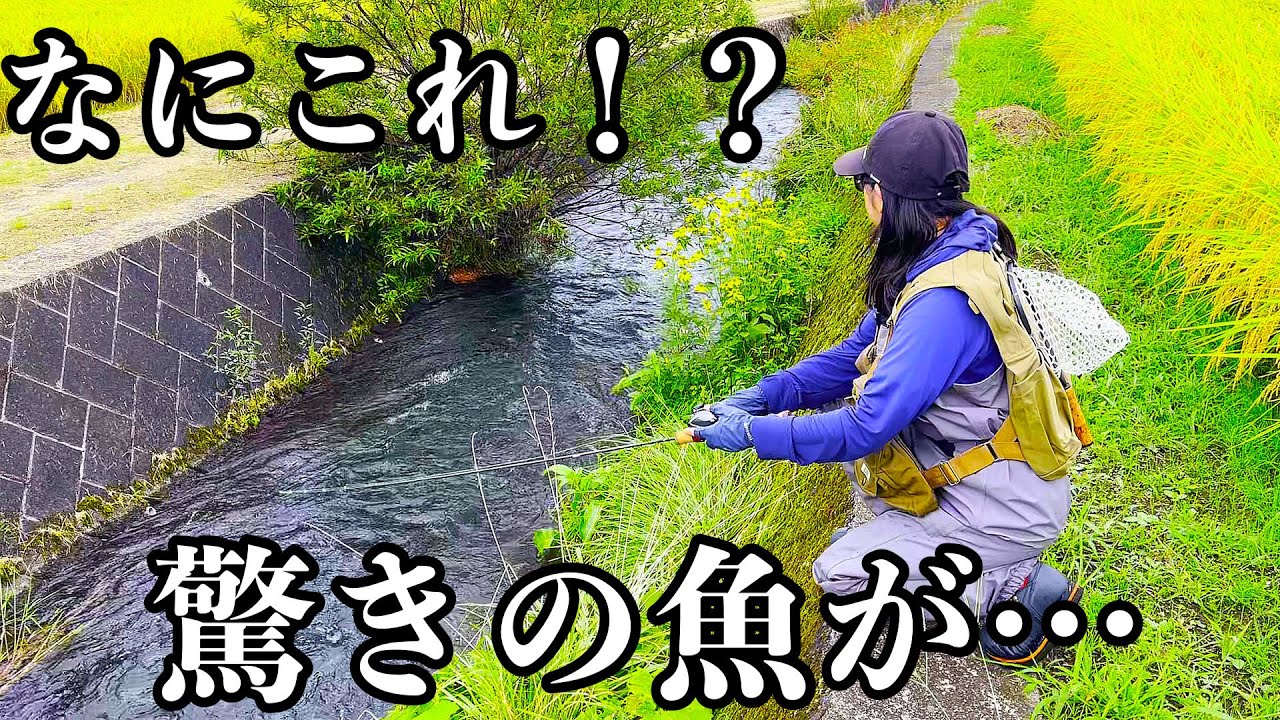 今季最後の渓流釣りで驚きの魚が釣れた