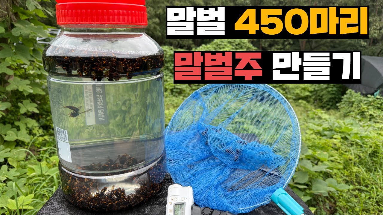 10리터 짜리 담금주에 말벌 450마리 채우는데 며칠 걸릴까?