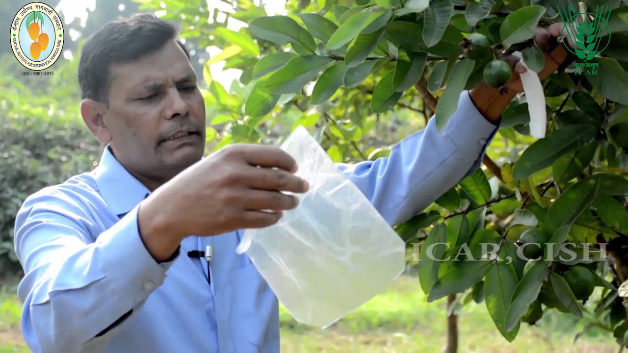 bagging in Guava ICAR,CISH Film #bagging #ICARCISH #Agriculture