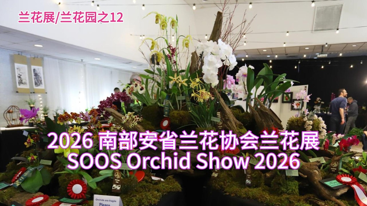 兰花展/兰花园之12 2026 南部安省兰花协会兰花展SOOS Orchid Show 2026