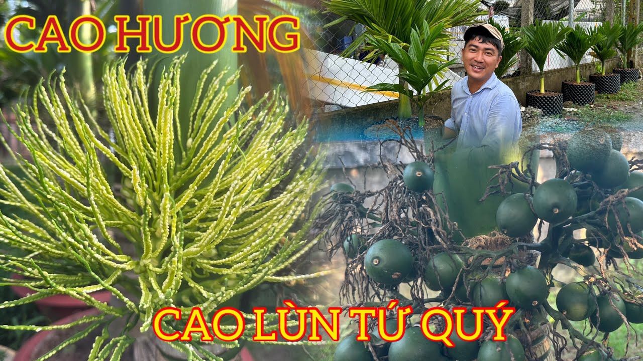 Cây Cao hương hay Cao lùn tứ quý 0386569374 -Hoa kiểng Cái Mơn, Chợ Lách- Ngọc Ngân Bến Tre