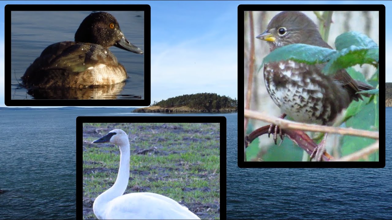 Birding Deception Pass & Skagit Valley - WA