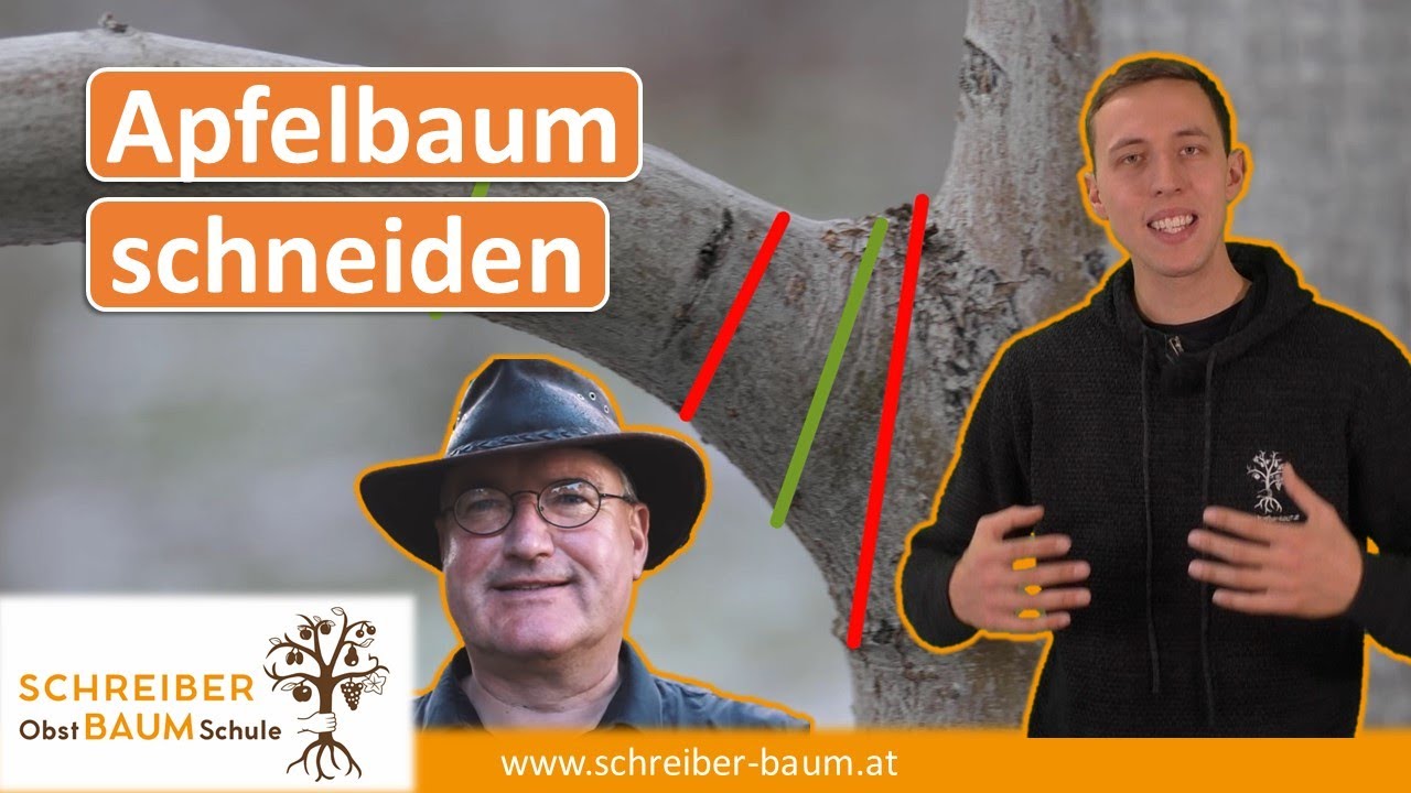 So schneidet man Apfelbäume richtig! Meine Reaktion auf die Tipps vom Gartencoach