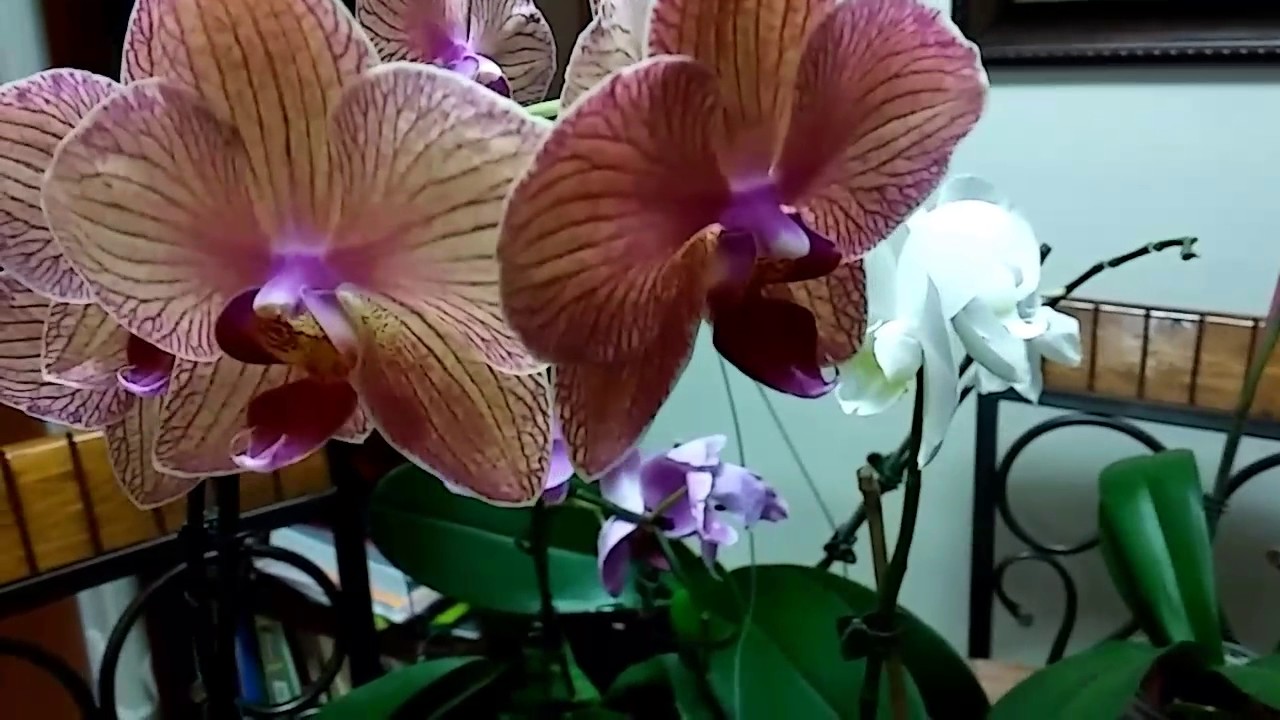 Hormona para Keiki en orquidea  phalaenopsis (seguimiento)