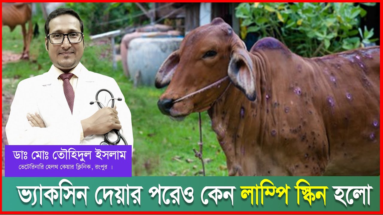লাম্পি স্কিন ভ্যাকসিন দেয়ার পরেও কেন লাম্পিতে আক্রান্ত হলো | ভ্যাকসিনের প্রয়োগ | Dr.Touhidul Islam
