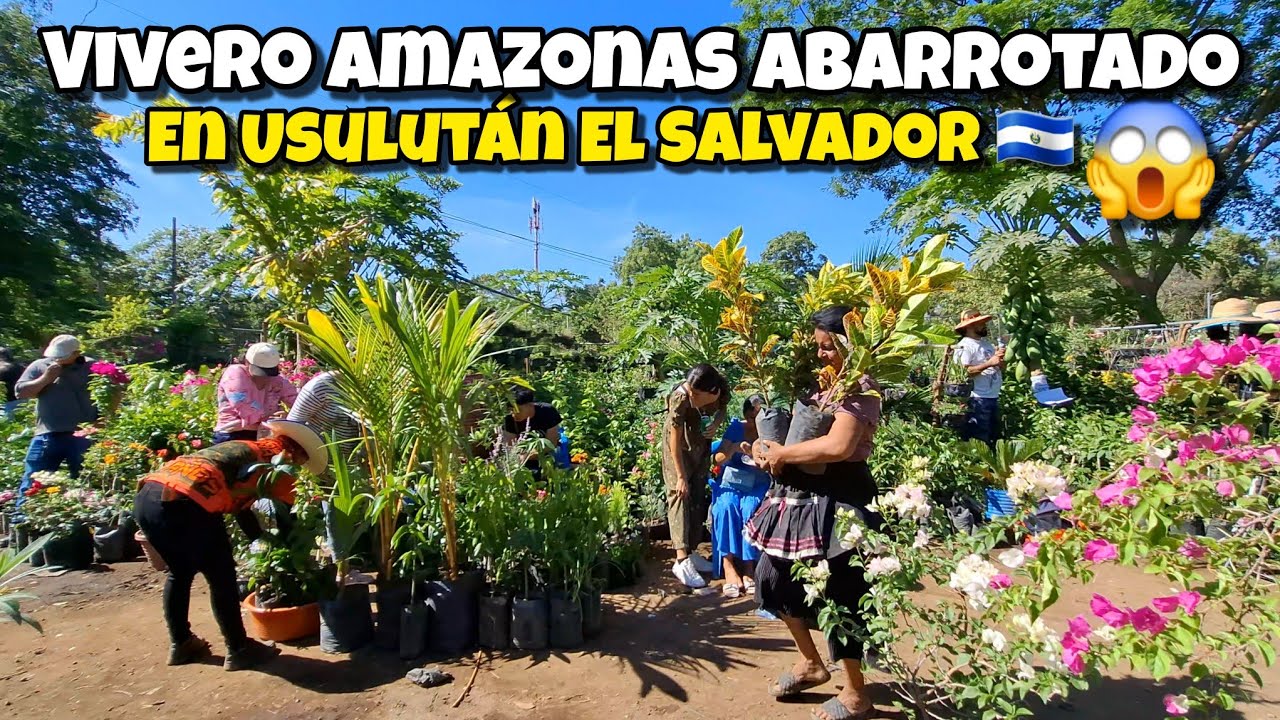 😱🚨GRAN PROMOCIÓN DE ÁRBOLES FRUTALES Y PLANTAS🥭🍋🥥 EN VIVERO AMAZONAS DE USULUTÁN EL SALVADOR 🇸🇻 🥑🍅🍌