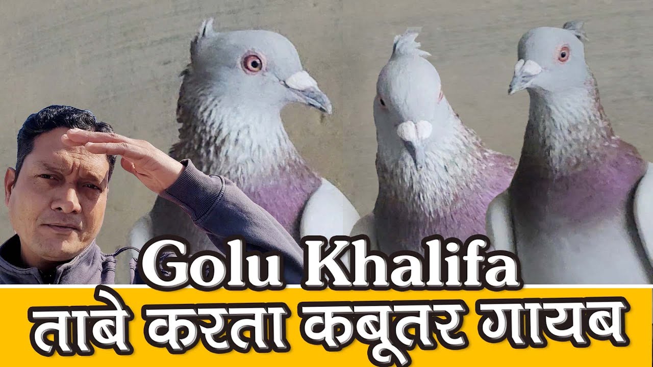 Golu Khalifa Ka Lajawab Shok, Ustad Akhtar, Delhi Ki Kabutar Bazi