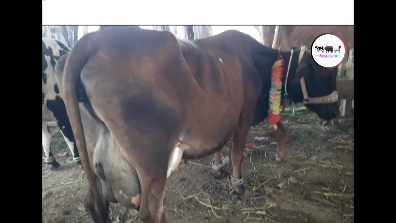 jersey sahiwal cross breed at doli shaheed mandi jhang #jersey #sahiwal #maweshimandi