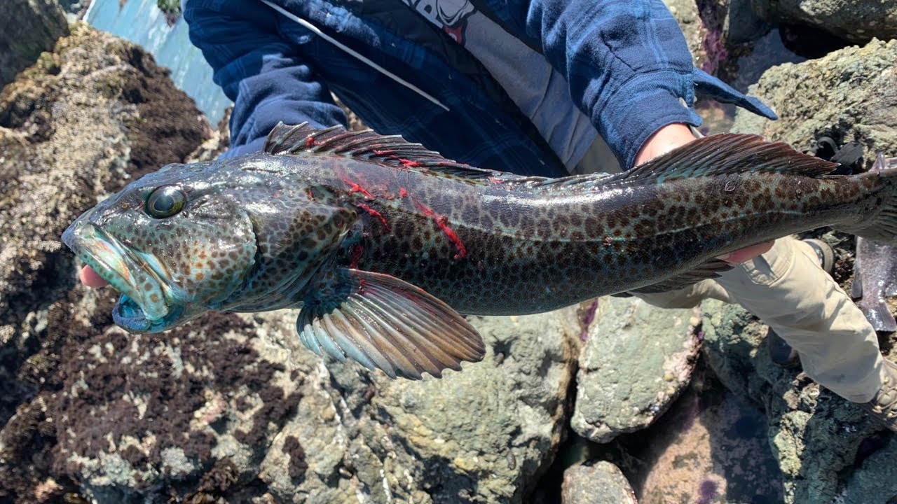 BIG LINGCOD and ROCKFISH From Shore!! (Fishing The California Coast)