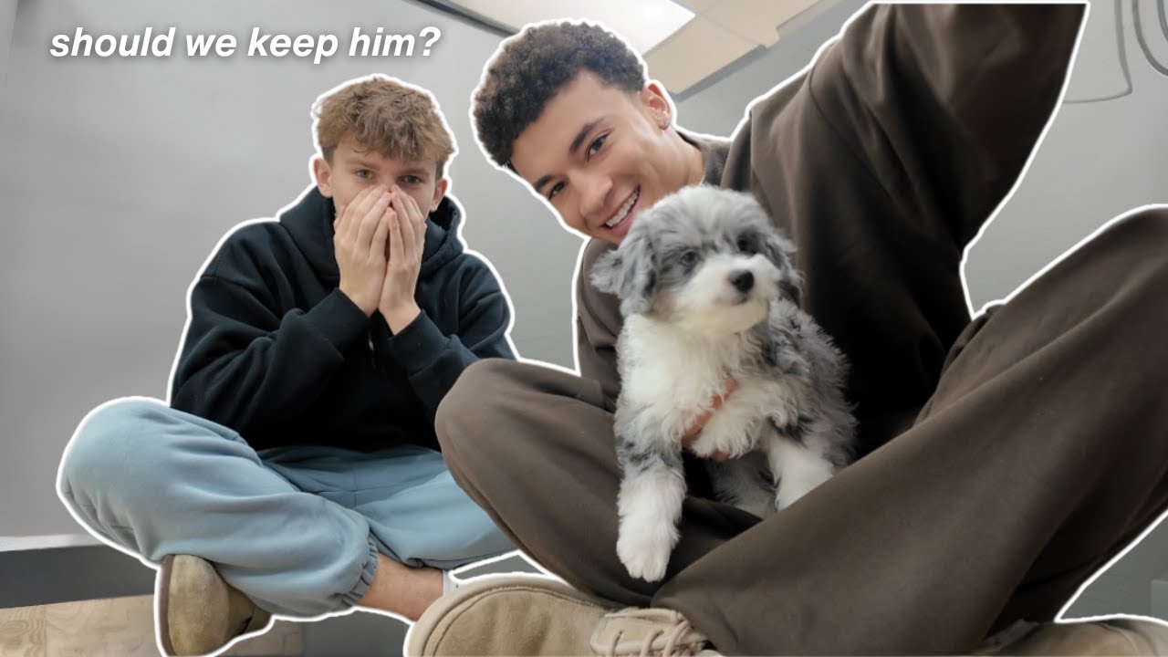 did we get a dog?