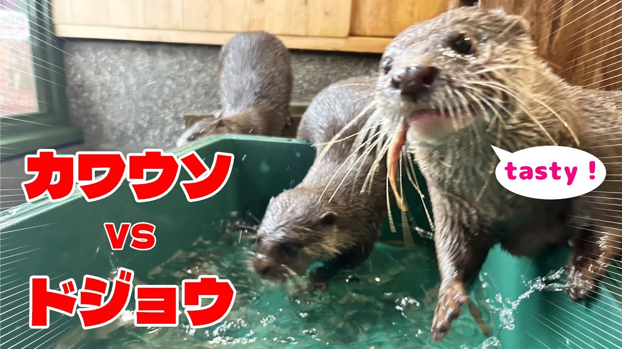 カワウソvsドジョウ【コツメカワウソ】