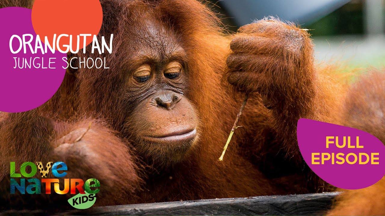 The Misfits | Orangutan Jungle School 104