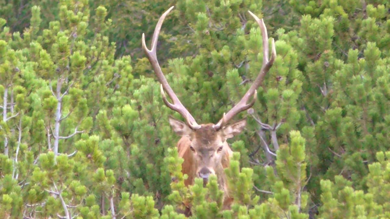 Kapitaler alter Rothirsch (Berghirsch): Wie alt ist er? - roe deer