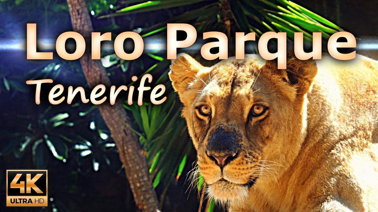 Loro Parque a zoo in Puerto de la Cruz / Tenerife, Spain / 4K