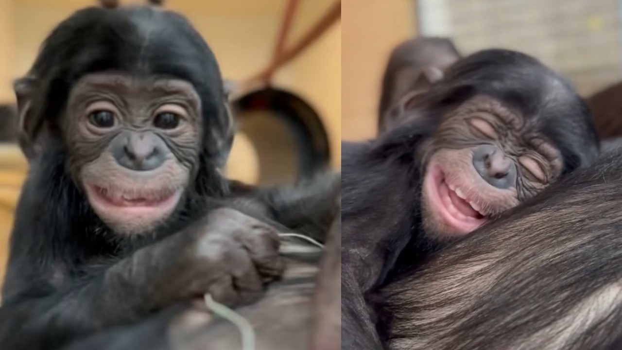 Daisy the Bonobo: Cincinnati Zoo’s Cutest Baby Stealing the Internet!
