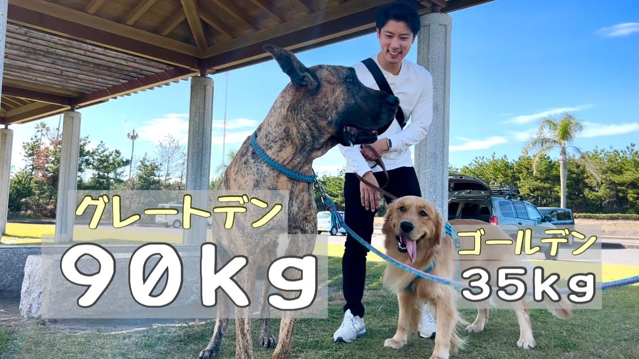 超大型犬！グレートデン90kgと愛犬　ゴールデンレトリバー