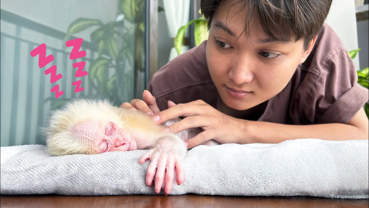 Monkey Baby Molly feels comfortable when Dad takes loving care of her.