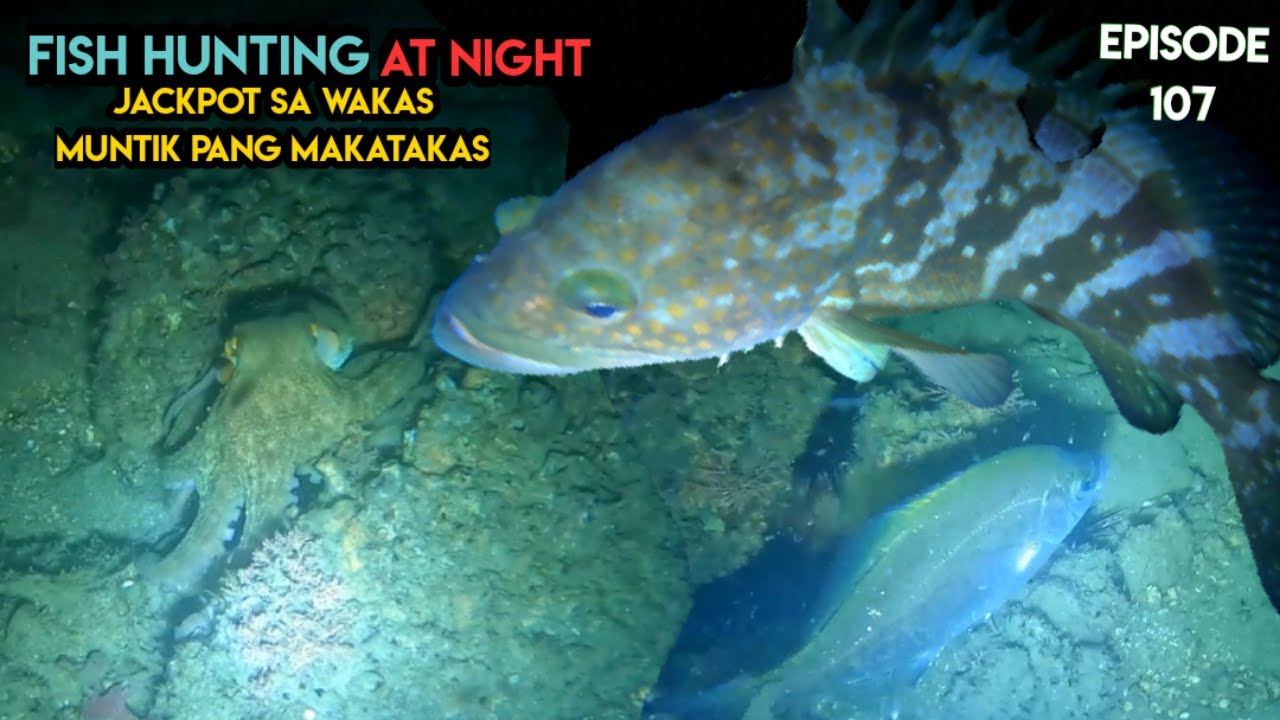 Ep107: JACKPOT DIN SA WAKAS MUNTIK PANG MAKATKAS || NIGHT SPEARFISHING JAPAN @lavarkads