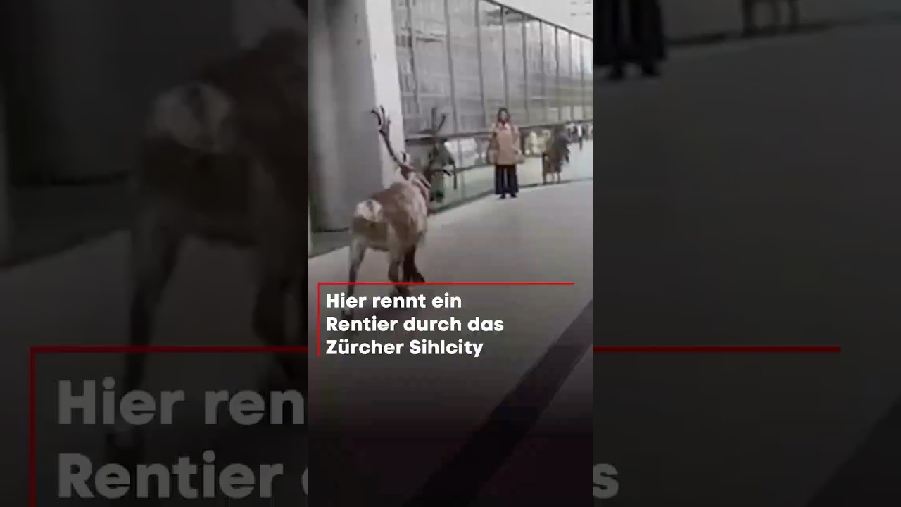 Hier rennt ein Rentier durch das Z&uuml;richer Sihlcity