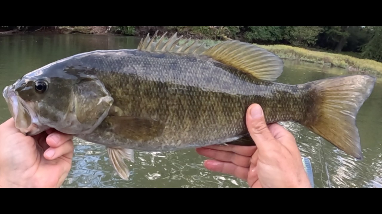 Fished a new stretch of river with excellent results, caught an 18.5