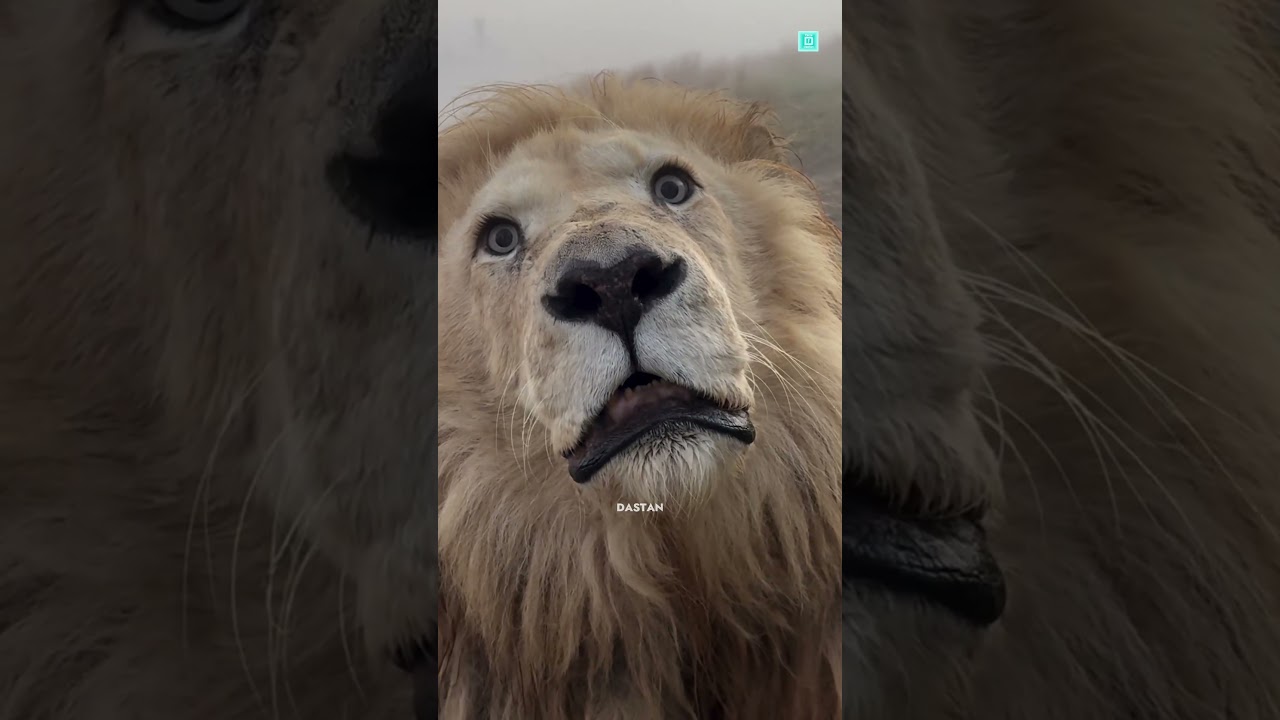 This Is How To Survive A Lion Attack 🦁