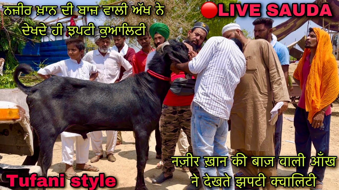 नज़ीर ख़ान की बाज़ वाली आँख ने देखते झपटी क्वालिटी #live_sauda tungwali bakri bazar @farming baba