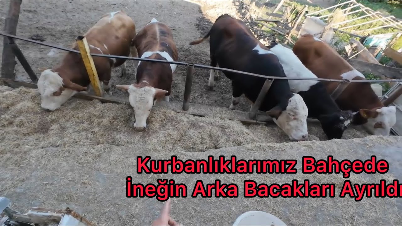 İneğin Arka Bacakları Ayrıldı Kestik!! Hayvanlarımızın Bakımı Kurbanlık Tosunlarımızın Hepsi Bahçede