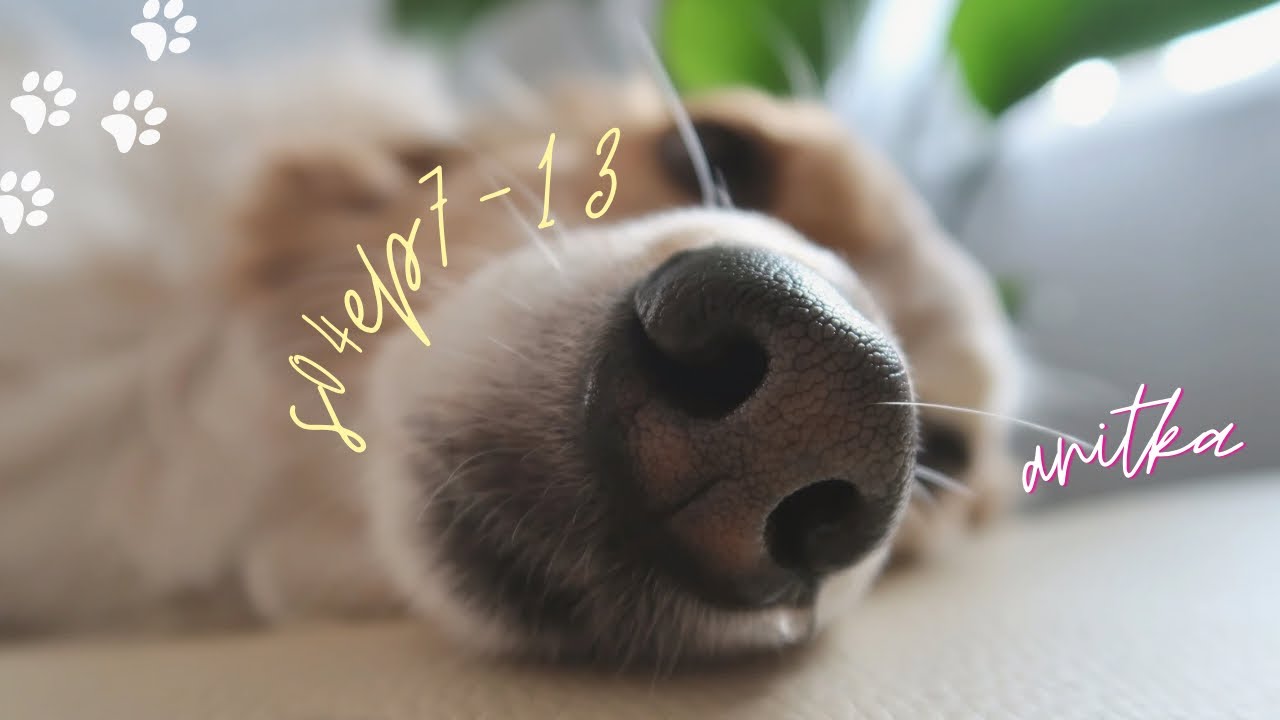 odcinki ♡ weekly vlog s04ep7-13