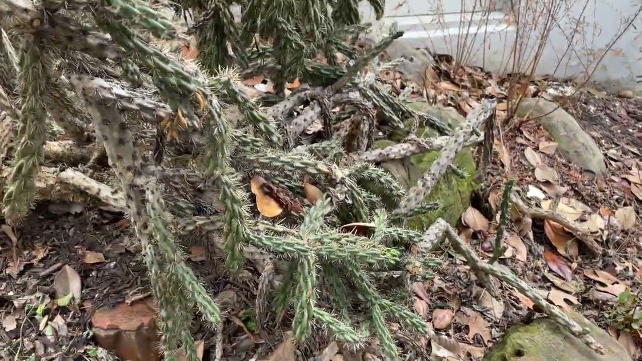 Несколько интересных тропических растений в центре Цинциннати