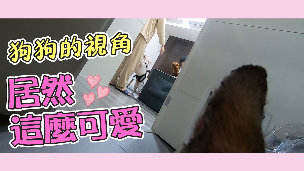 一豬小公主｜狗狗視角居然這麼可愛！！