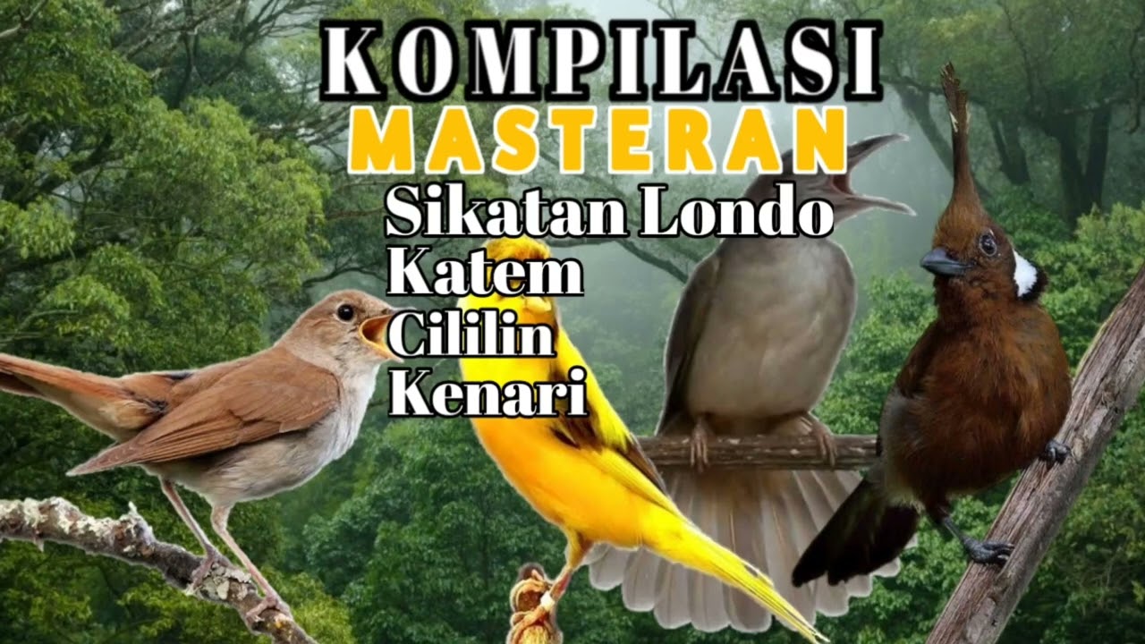 Kompilasi Masteran || Sikatan Londo | Kapas Tembak | Cililin | Kenari Tembakan Kasar