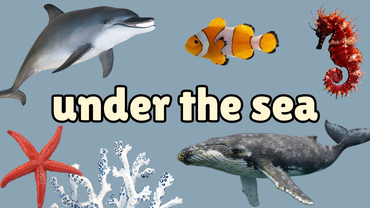 Under the Sea Vocabulary - Learn English for Kids - English Water Animals Flashcards for Children