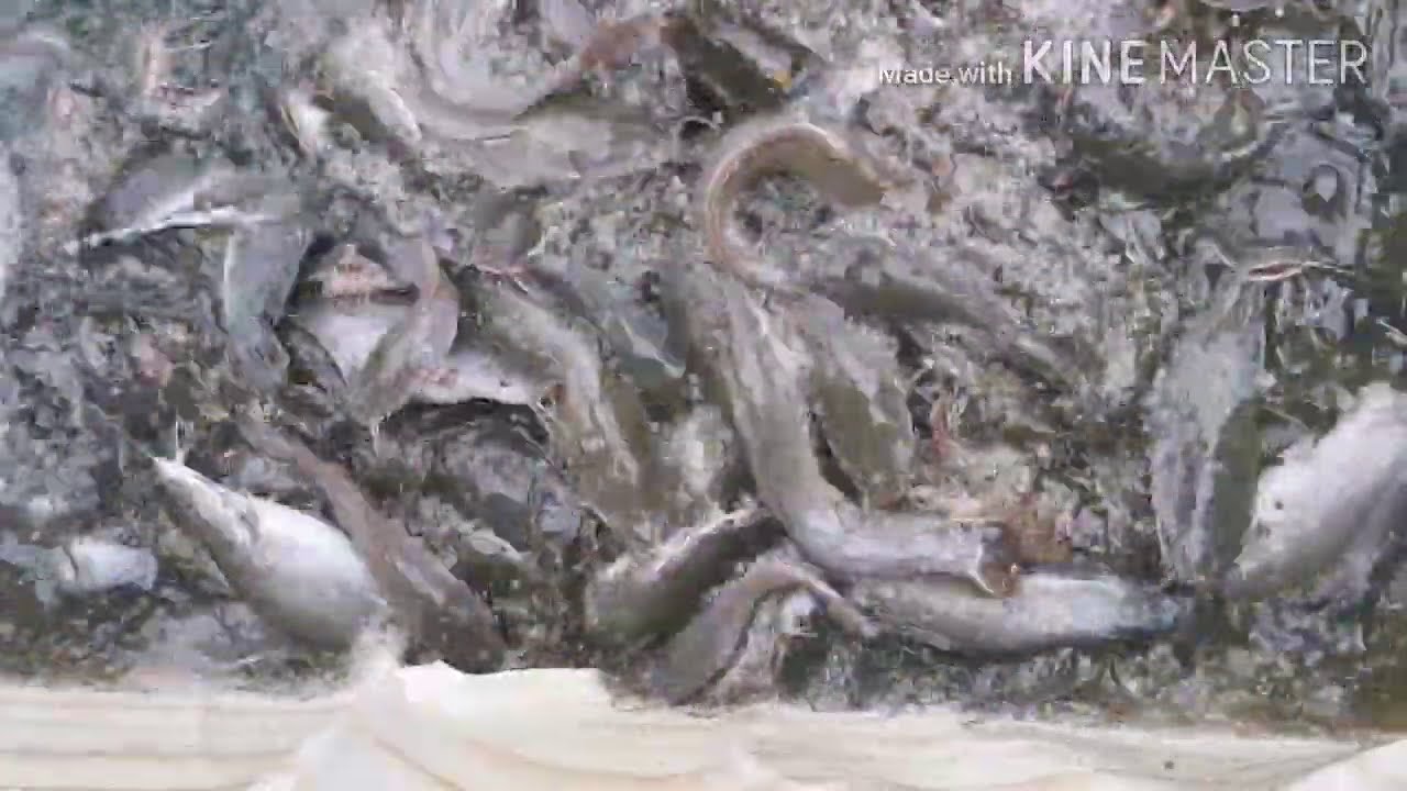 CAT FISH FARM IN LAGOS AUGUST 2020 WEEKLY UPDATE VOLUME 1.
