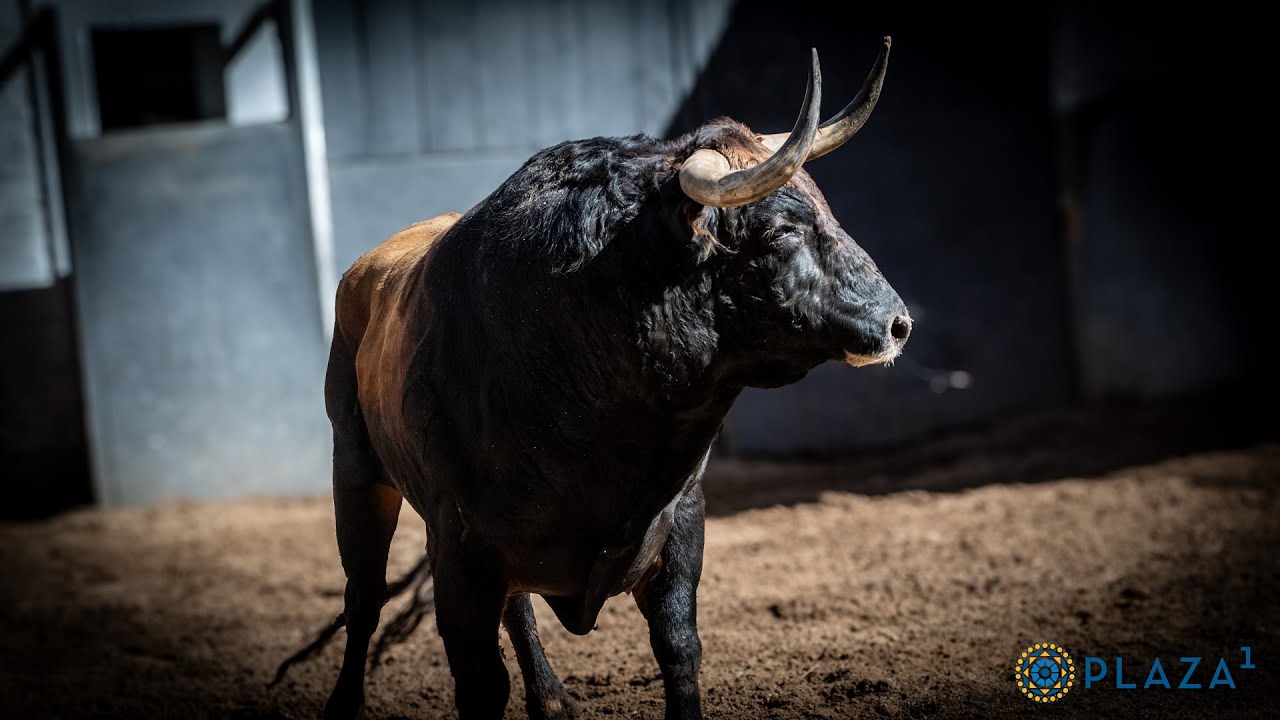 SORTEO | Toros de Miura, corrida toros 19 mayo